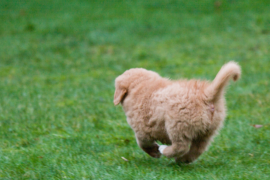Miss Lila fliegt förmlich über den Rasen