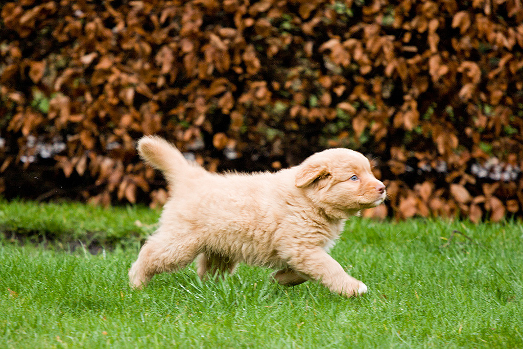 Mister Grün im Laufschritt auf dem Rasen