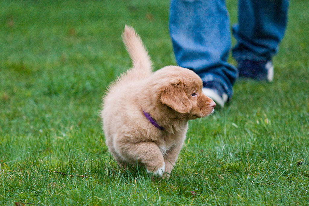 Miss Lila schreitet mit Blick zur Seite stolz auf dem Rasen