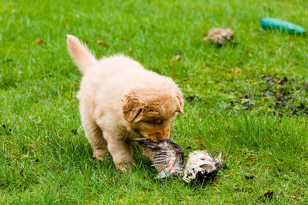 Mister Grün nimmt den Flügel des toten Vogels in den Fang