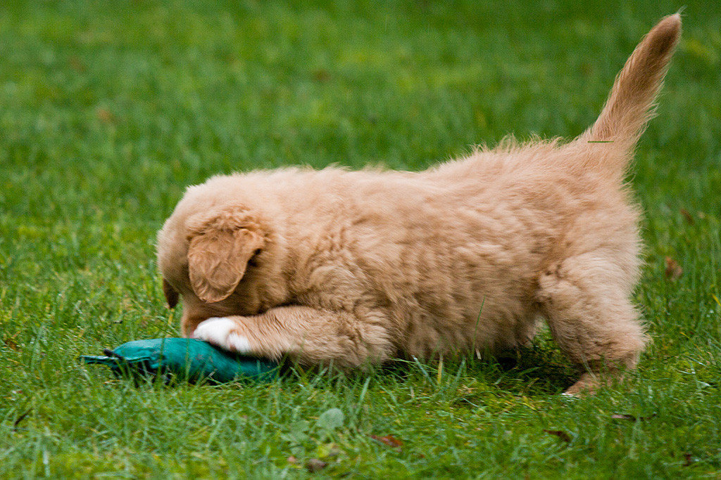 Mister Gelb versucht den Dummy vor ihm auf dem Rasen aufzunehmen