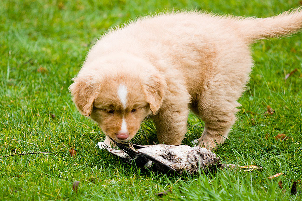 Miss Rot untersucht den toten Vogel vor ihr im Gras