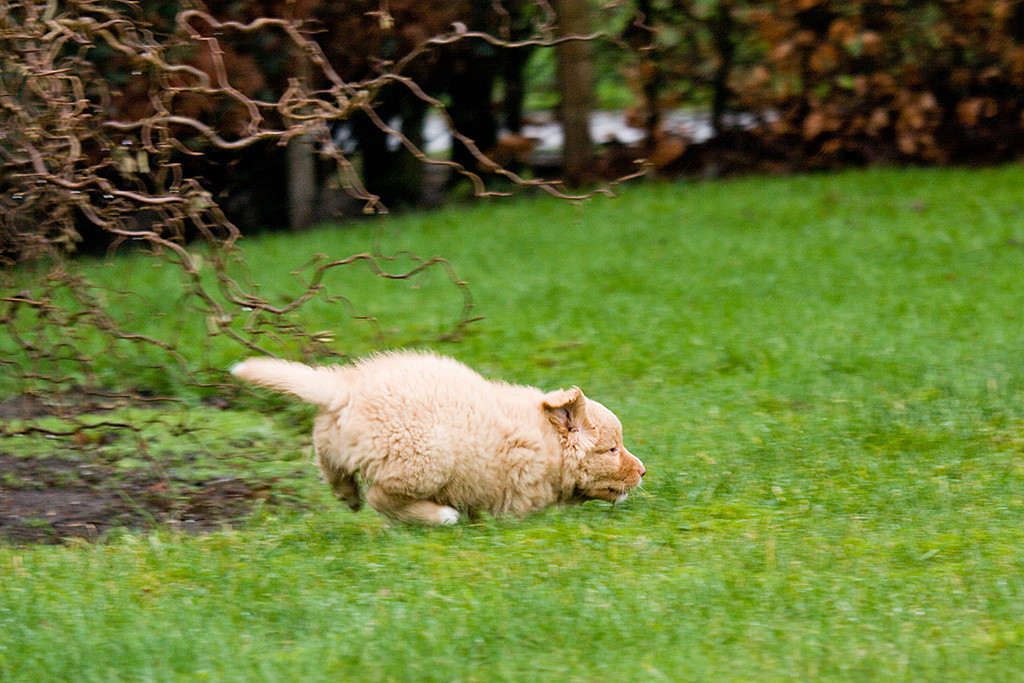 Miss Rot flitzt durch den Garten