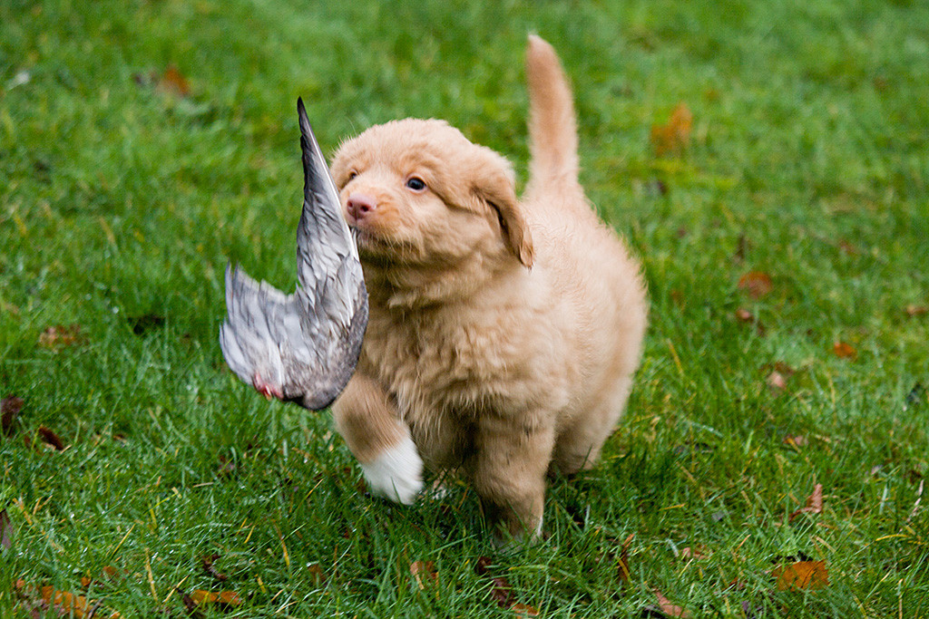 Mister Gelb trägt stolz einen Vogelflügel