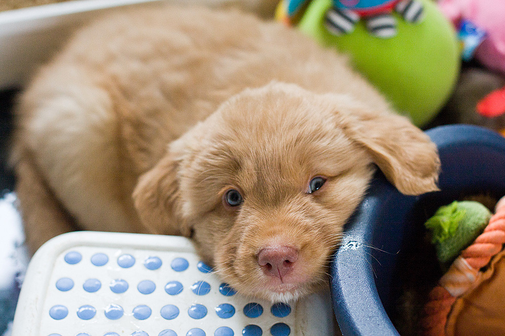 Mister Blau liegt mit seinem Kopf auf einem Plastiktritt an einer Plastikschale