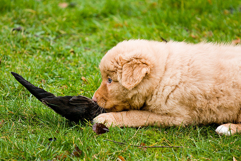 Mister Grün liegt im Gras und untersucht den toten Vogel vor ihm
