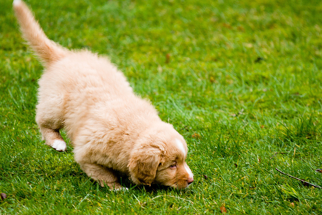 Miss Rot läuft mit tiefer Nase auf dem Rasen