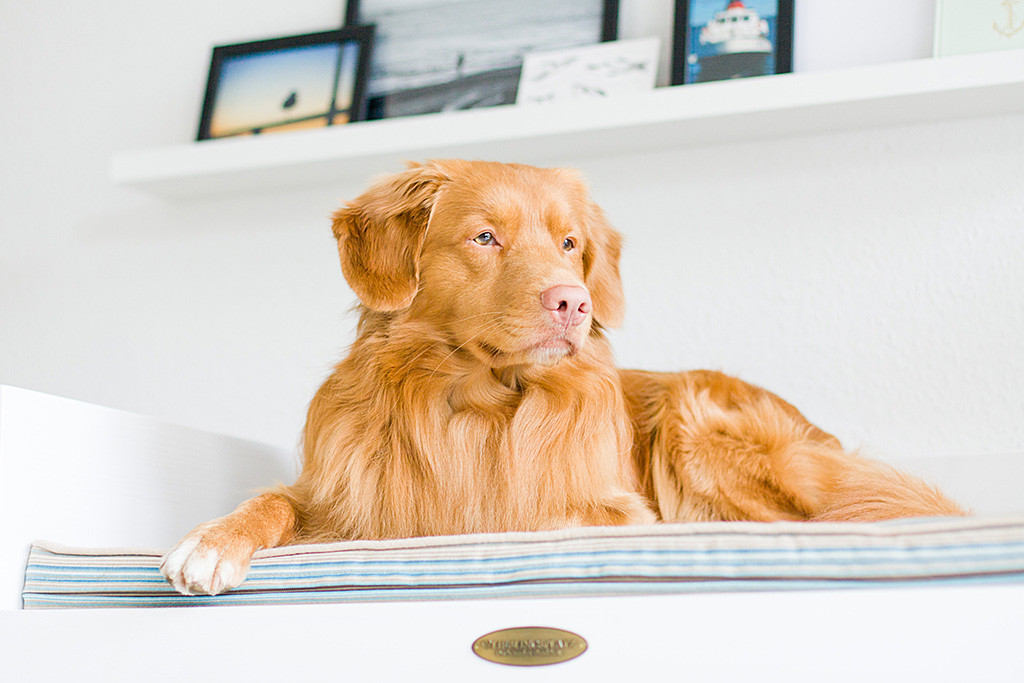Edison liegt auf seinem neuen Hundebett