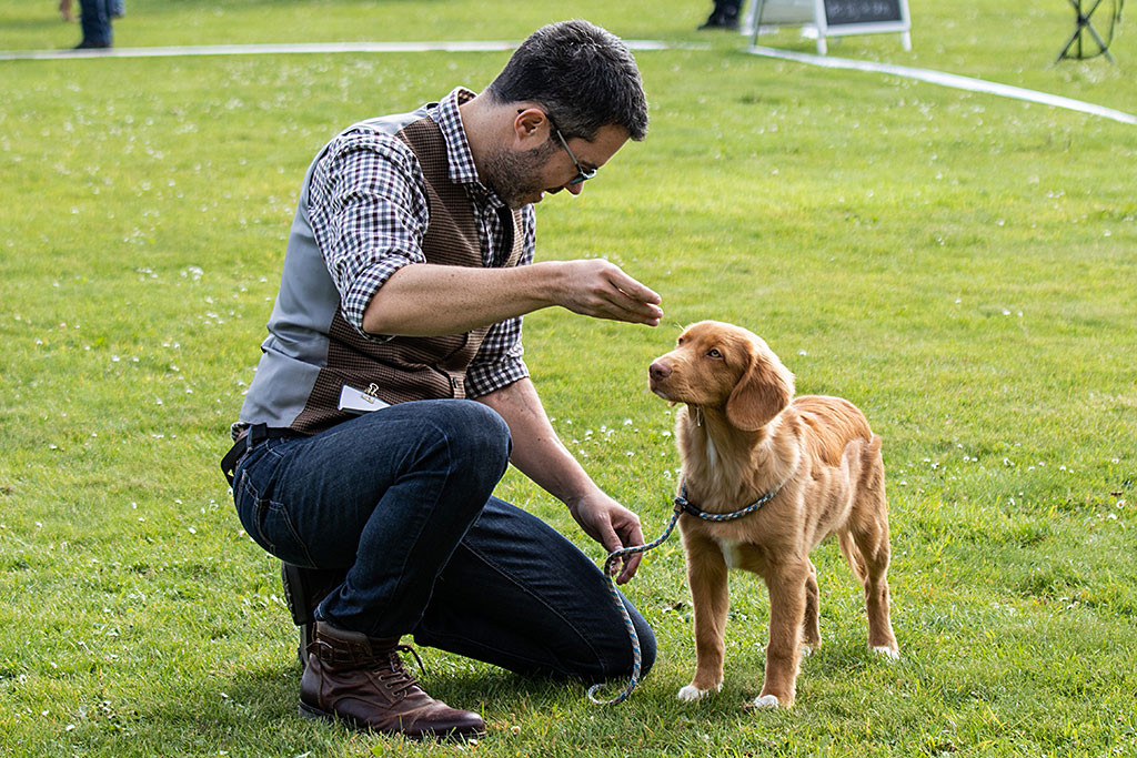 Newton steht auf dem Rasen während Stephan dahinter kniet und ihm ein Leckerchen vor die Nase hält