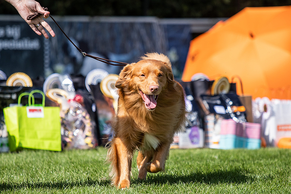 Edison läuft mit wehendem Fell durch den Ring