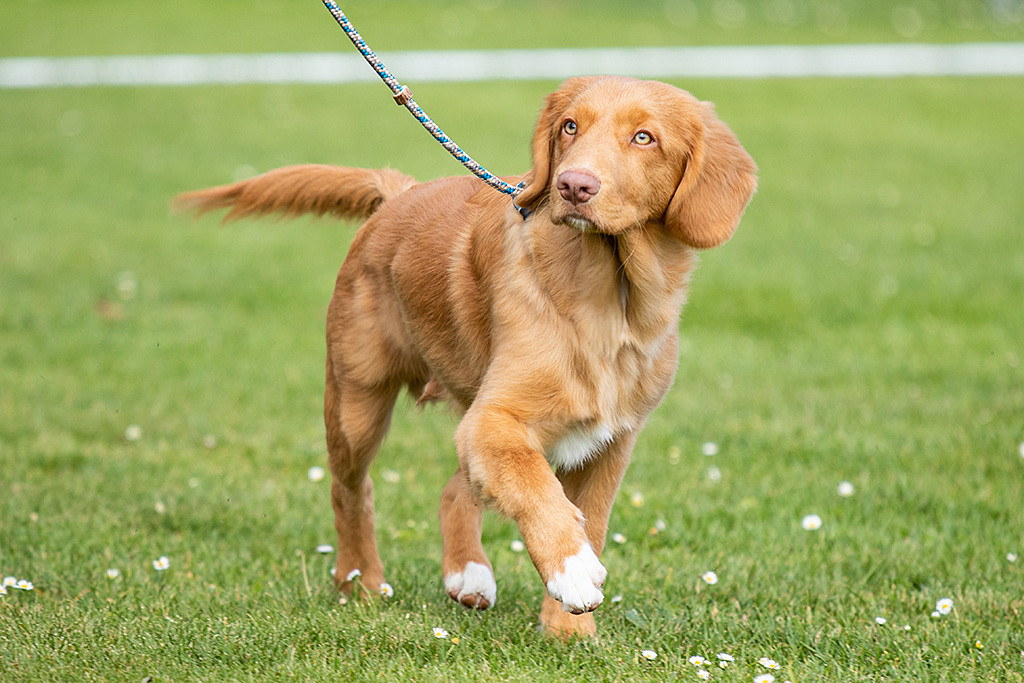 Newton läuft ernst schauend über den Rasen