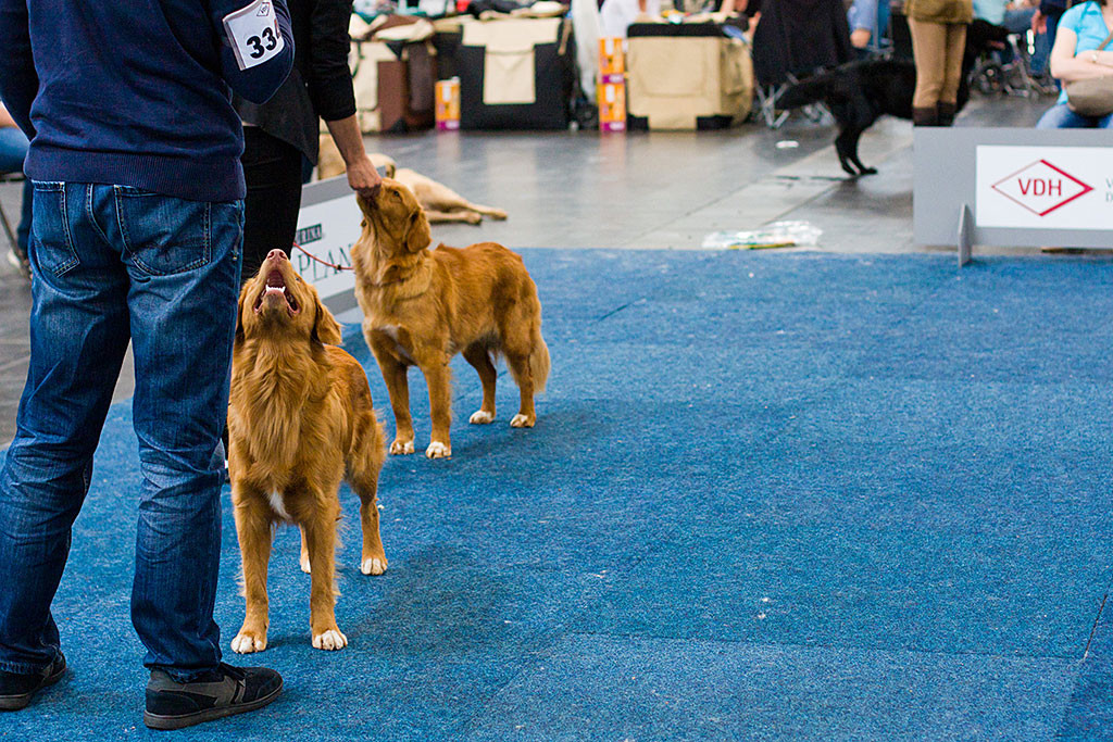 Edison und »Carribean Rumba of Red Glory« stehen im Ring bei der Wahl zum besten Junghund