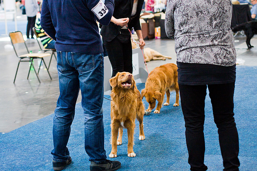 Edison lächelt die Richterin bei der Wahl zum besten Junghund an