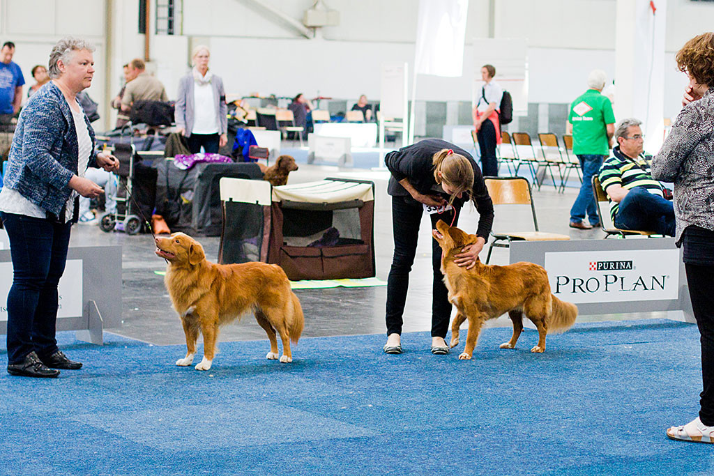 »Seawild’s Born to Perform« und »Carribean Rumba of Red Glory« bei der Wahl zum rassebesten Toller