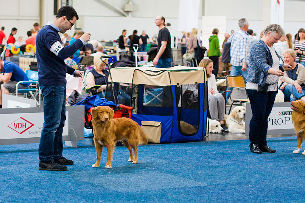 Edison und »Seawild’s Born to Perform« stehen im Ring bei der Wahl zum besten Rüden