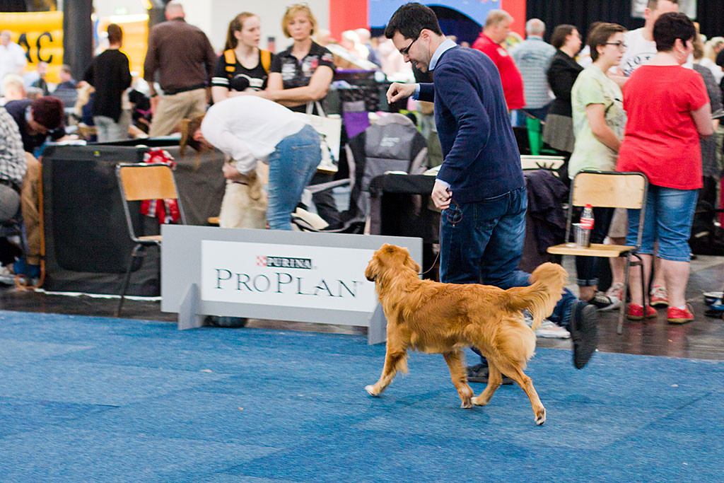 Edison läuft mit Stephan im Ring