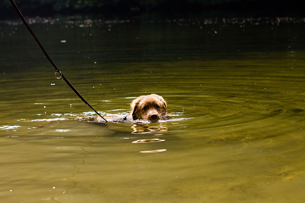 Edison schwimmt in Richtung Ufer