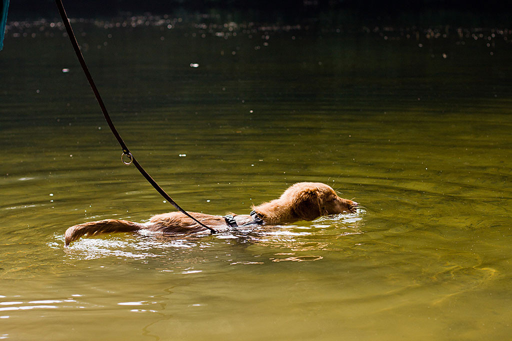 Edison schwimmt durchs Wasser