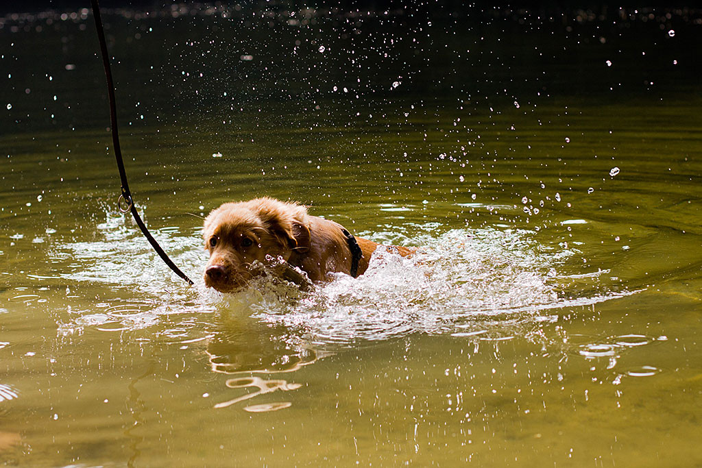 Edison hüpft ans Ufer mit viel Wasserspritzern