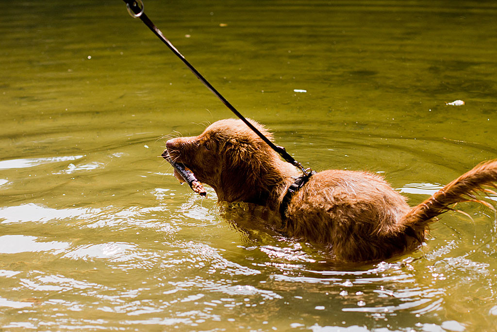 Edison steht bis zum Bauch im Wasser und bringt das Stöckchen mit zum Ufer