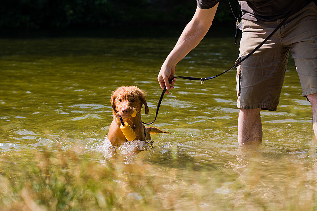 Edison springt mit großen Sätzen aus dem Wasser