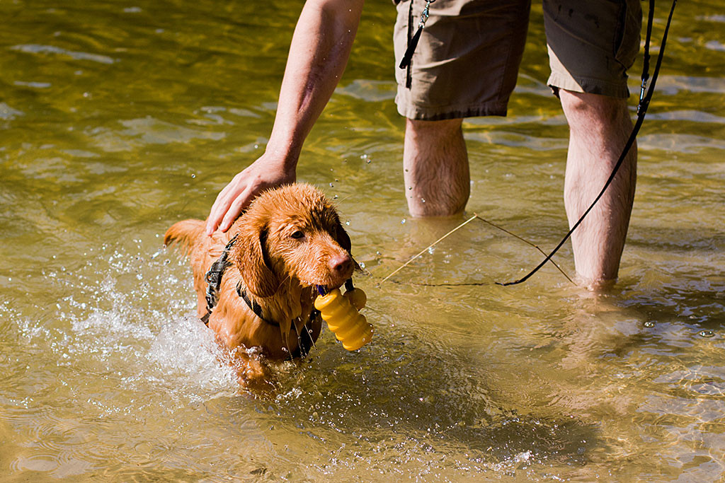 Edison trägt stolz sein Spielzeug aus den Fluten