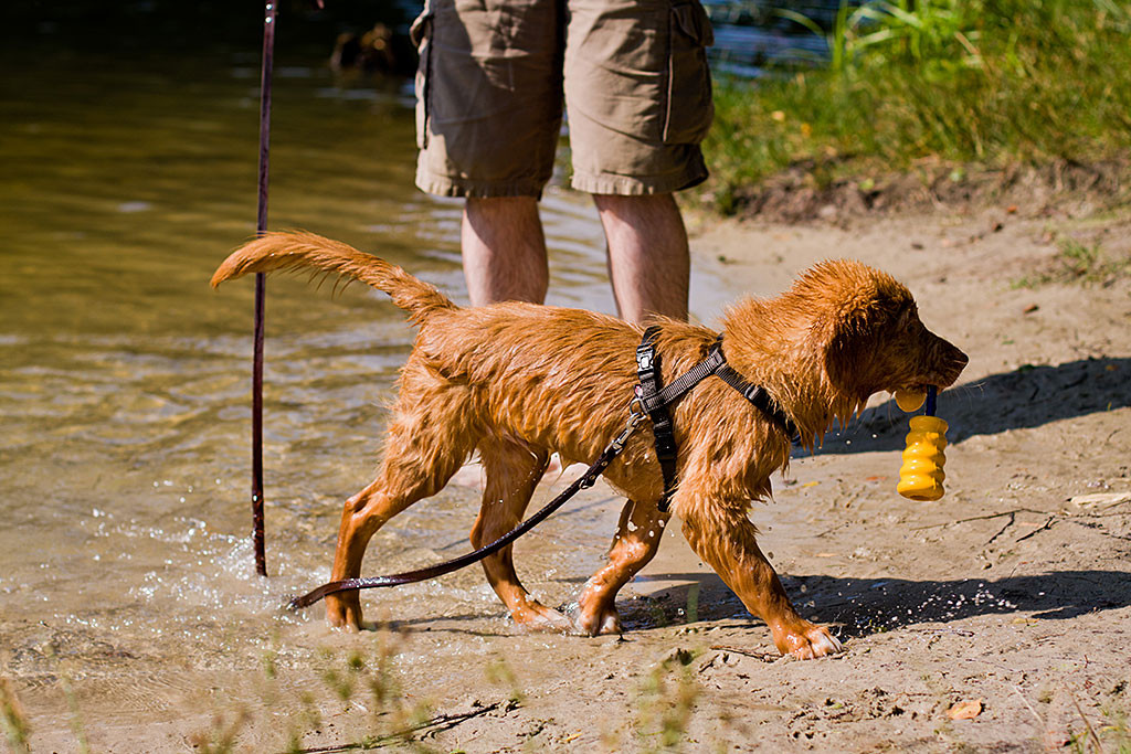 Edison steht am Strand mit seinem Spielzeug im Maul