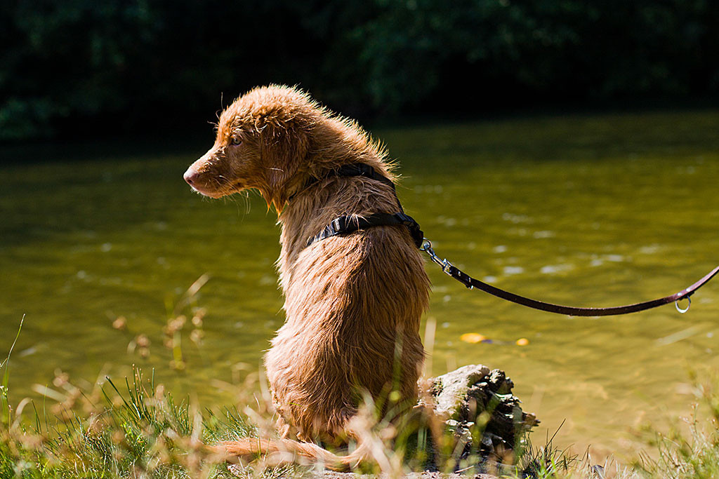 Edison sitzt auf einer kleinen Landzunge im Sonnenschein