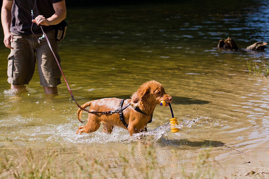 Edison trägt sein Spielzeug an Land