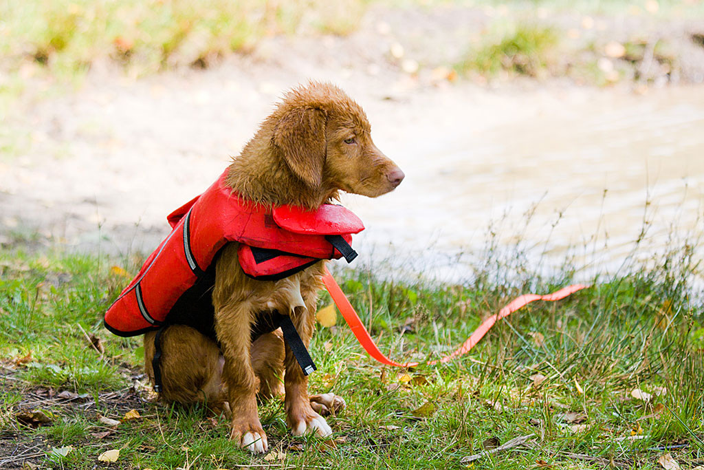 Edison sitzt an Land und schaut auf den See