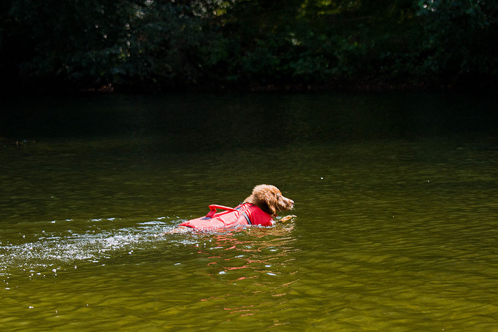 Edison schwimmt auf den See hinaus