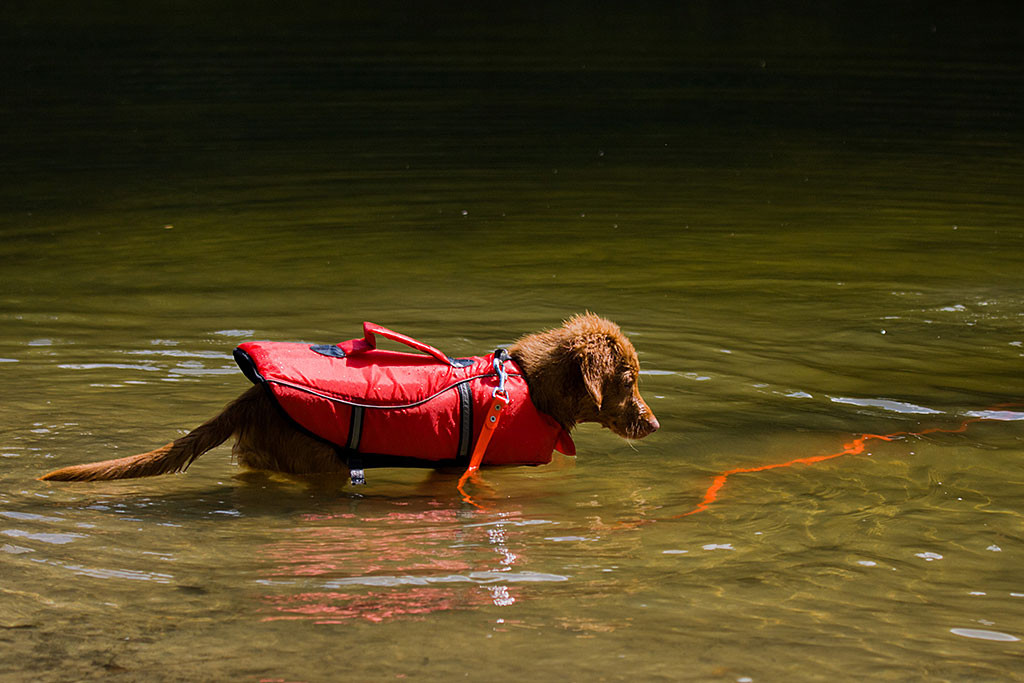 Edison schaut auf die Schleppleine im See