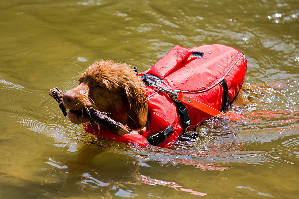 Edison kommt mit einem Stöckchen im Maul aus dem Wasser