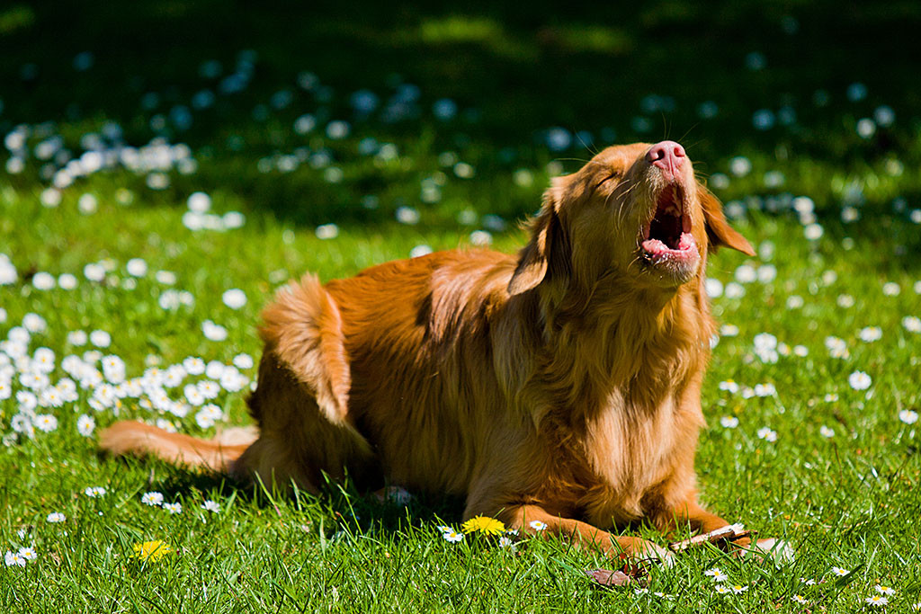 Edison bellt auf der Wiese