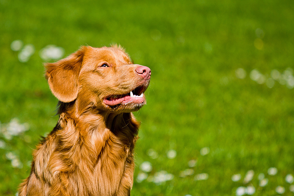 Edison schaut schräg in die Höhe