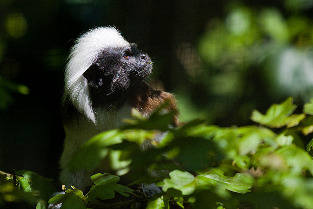 Lisztaffe hinter einem Blättermeer