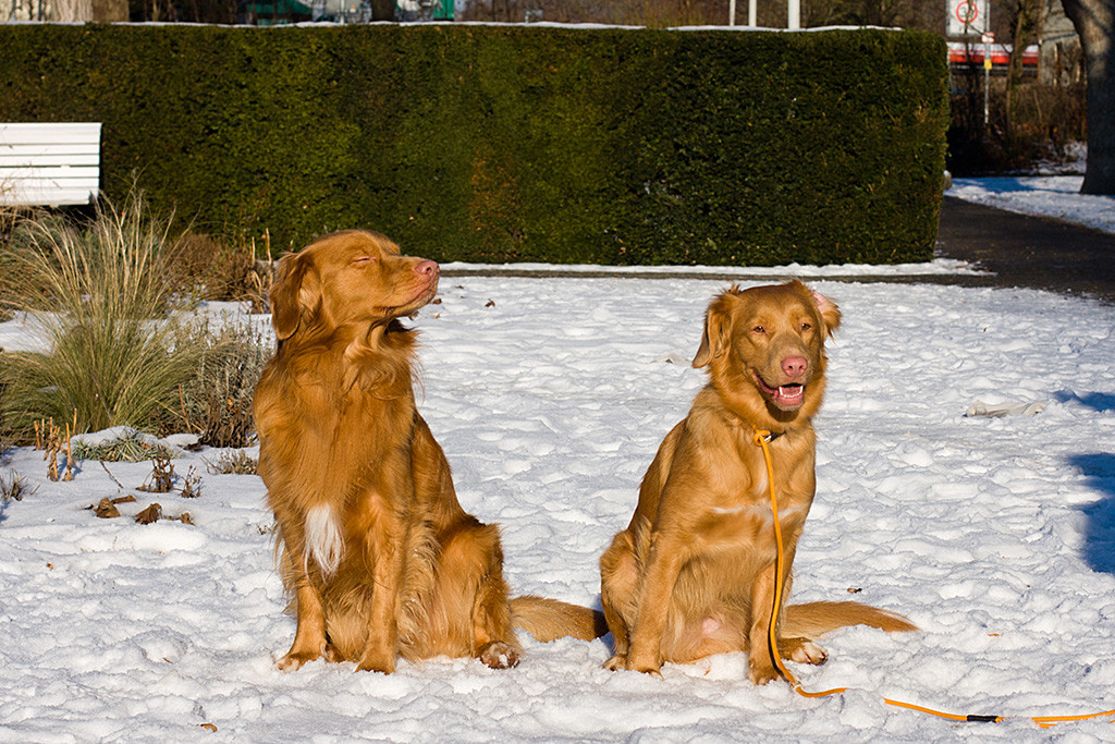 Edison sitzt neben Schwesterchen Enapay im Schnee