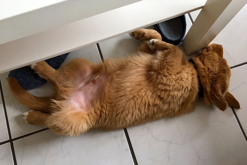 Edison liegt auf dem Rücken an den Tischbeinen