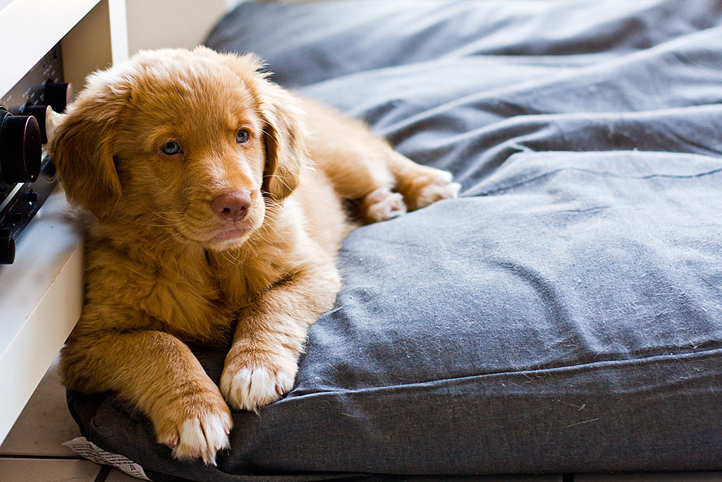Edison liegt auf seinem Kissen