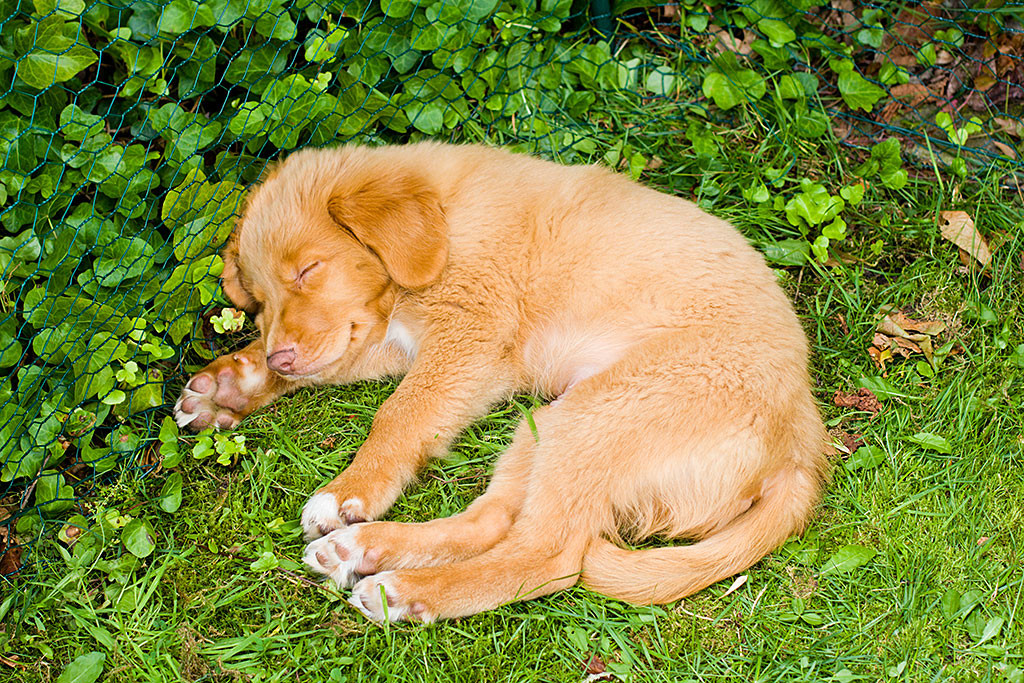 Edison schläft auf dem Rasen