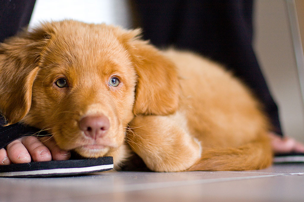 Edison liegt auf Julias Fuß