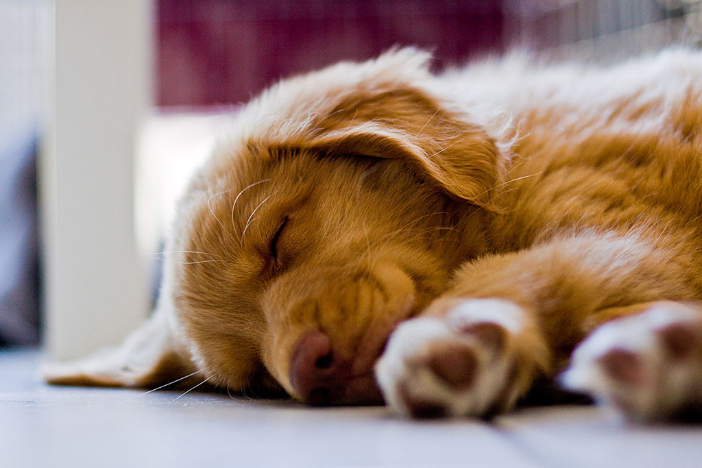 Edison schläft auf der Seite