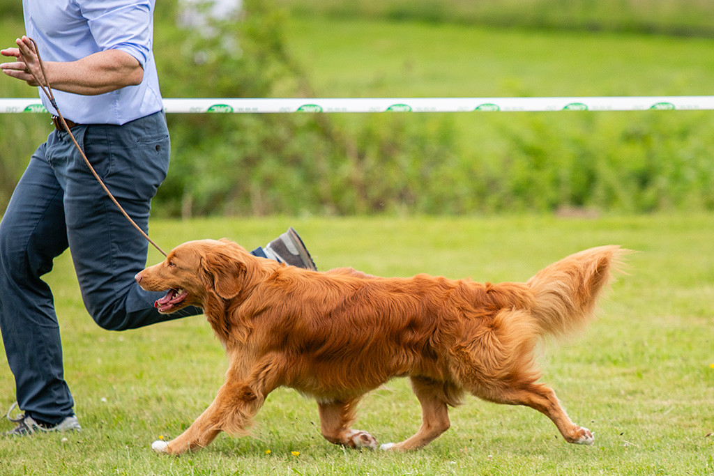 Newton fliegt förmlich im perfekten Kreuzgang an Stephans Seite durch den Ring