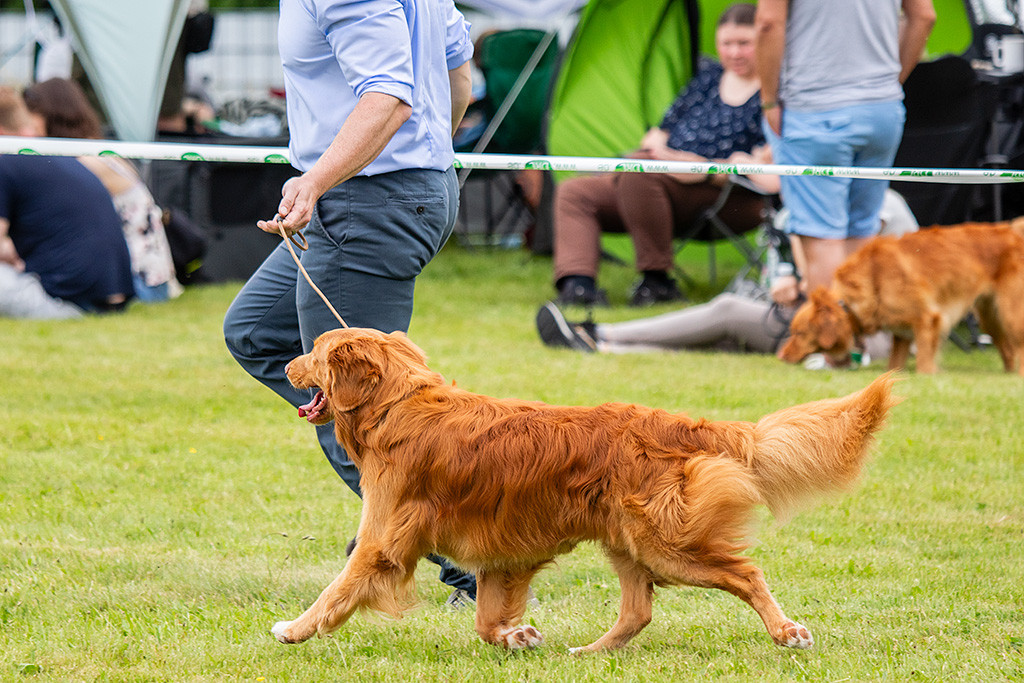 Newton läuft im perfekten Kreuzgang schwungvoll an Stephans Seite in den Ring