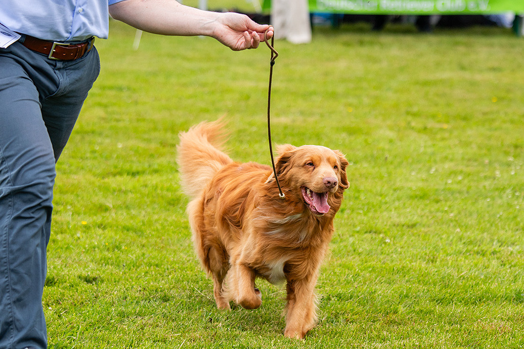 Newton läuft freudig an Stephans Seite durch den Ring
