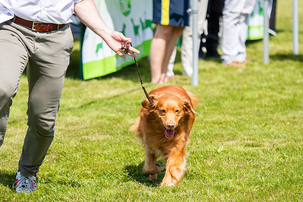 Edison läuft lässig neben Stephan durch den Ring