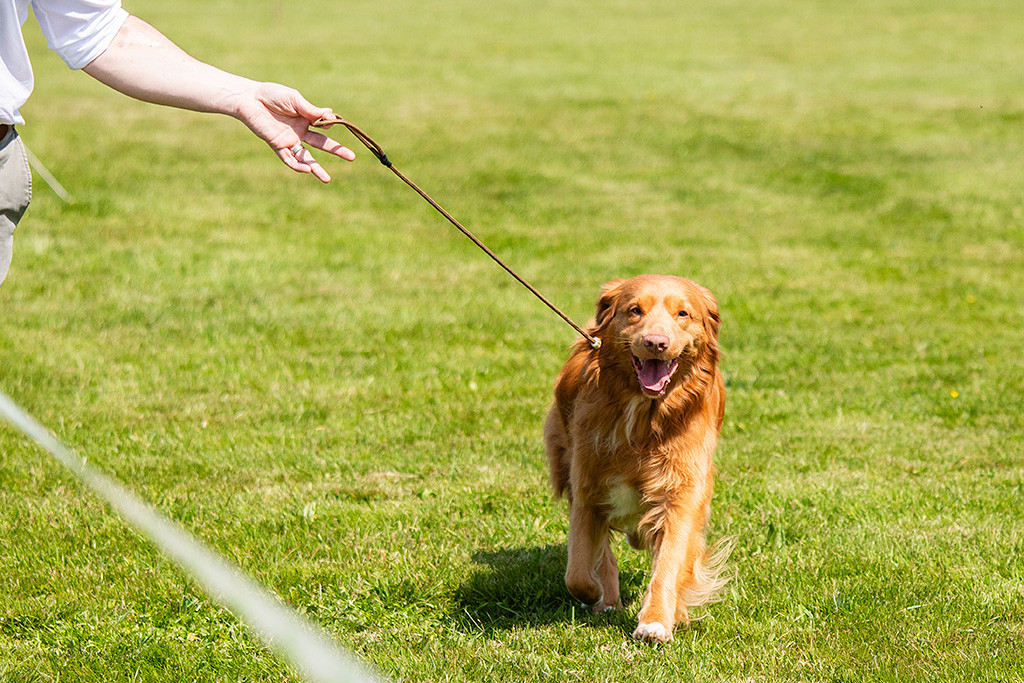 Newton läuft an lockerer Leine lässig durch den Ring