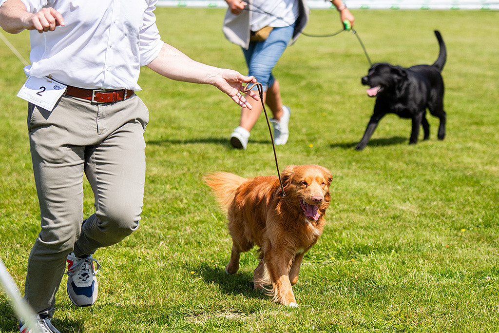 Newton fliegt an Stephans Seite fröhlich durch den Ring