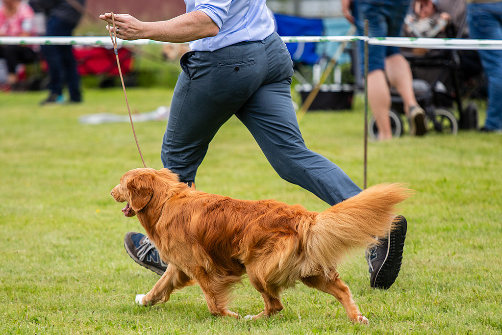 Newton läuft im perfekten Kreuzgang an Stephans Seite durch den Ring