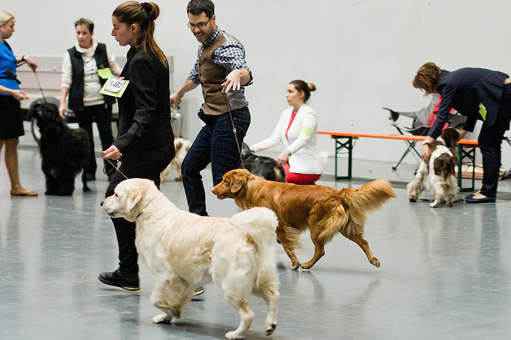 Edison läuft zusammen mit dem Golden Retriever auf einer geraden Bahn